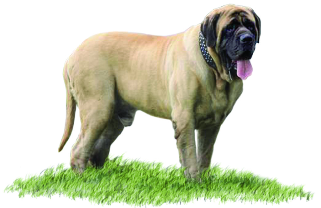 mastiff puppies for sale in va about whispering wind bordeaux and mastiffs mastiff puppies for sale in va about whispering wind bordeaux and mastiffs